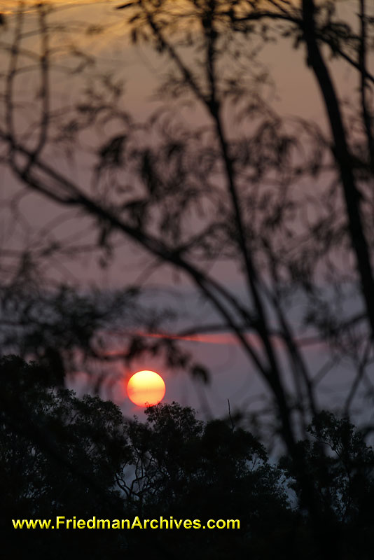 australia,sunset,sunrise,trees,branches,leaves,orange,silhouette,